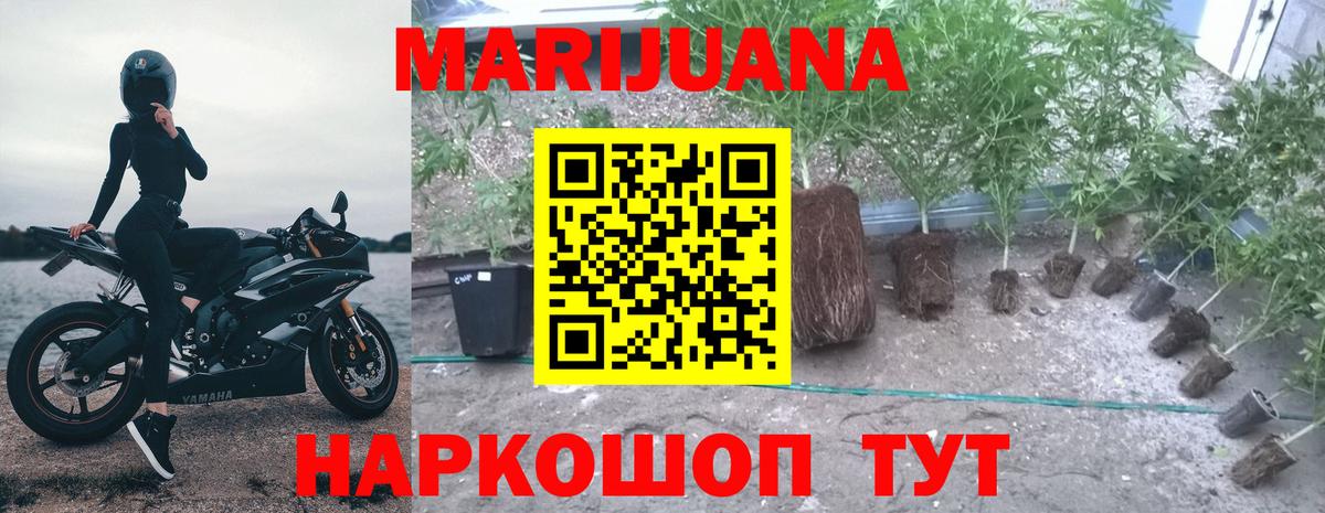 Великие Луки  Марихуана сатива  Вход с VPN  Каннабис индика 